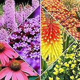 8x Pflanzen für Garten | 8er Stauden Set | Schmetterlinge und Bienen Blumenmischung | Höhe 25-35 cm | Topf-Ø 13