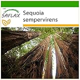 SAFLAX - Küsten - Mammutbaum - 50 Samen - Mit keimfreiem Anzuchtsubstrat - Sequoia semp