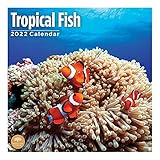 Bright Day Wandkalender 2022 Tropische Fische 30,5 x 30,5 cm, exotische Tiere unter dem M