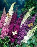 Sommerflieder-Sortiment 3 Stück: je eine Pflanze Buddleia davidii 'Empire Blue', Pink Delight' und 'Royal Red' (bei Lieferung ca. 2-3 triebig, 30-40 cm hoch, im 2 Liter Topf)