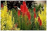 3 x Kniphofia ‘Redhot Popsicle’ / Fackellilie T