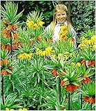 BALDUR-Garten Kaiserkronen-Kollektion, 3 Zwiebeln Fritillaria imp