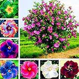 Oce180anYLVUK Hibiskus-Samen, 300 Stück Beutel Hibiskus-Samen Wunderschöne Riesenform, Die Rustikale Blumensamen Für Den Balkon Mischt Hibiskussamen #