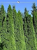 Lebensbaum Thuja Smaragd 140-160 cm. Angebot: 10 Koniferen. Thuja: BESTSELLER