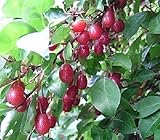 Essbare Ölweide, winterhart, Elaeagnus Multiflora, 10 S