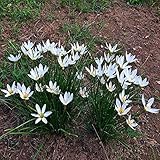 FStening 6 Stück Weiße Elegante Charmante Zephyranthes Zwiebeln Einfach Zu Kultivieren Indoor Outdoor Rain Lily Frischer Einzigartiger Geschmack Der Von Den Menschen Geliebt W