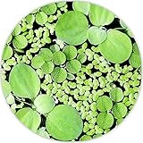 aquarz Schwimmpflanzen 3 Sorten Büschelfarn Muschelblume Wasserlinsen schnellwachsende Aquariumpflanzen gegen Algen im Aquarium 5x5cm für 20l - 200l+ Aquarien grüne Wasserp