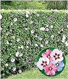 BALDUR Garten Winterharte Hibiskus-Hecke, 10 Pflanzen, Garteneibisch Roseneibisch, Hibiscus Syriacus Blütengehölze Z