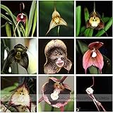 100 Samen mit 9 Sorten Affengesicht Orchidee Dracula Simia Selten Monkey Face Gemischt Rar S