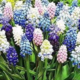 Traubenhyazinthe zwiebeln mischung Muscari 25x Blumenzwiebeln Frühlingsblumen Freilandp