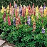 CHTING 500 Stück Gemischte Lupinensamen Werden Einfach Angebaut Um Ihrem Garten Farbe Zu Verleihen Geeignet Für Blumenbeet-Layout Und Rasenk
