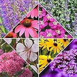 8x Pflanzen für Garten 'Desert Flowers' | 8er Stauden Set | Blühendes Beet | Höhe 25-35 cm | Topf-Ø 13