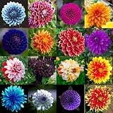 Romantische Dahlie,Exotisch,Lange Blüte,Gartenzwiebeln,Mysteriös,Sehr gut geeignet für Schnittblumen-4 Zwiebeln,b