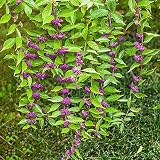 Liebesperlenstrauch Winterhart Samen Baum Bonsai Balkon Pflanzen Winterharte Pflanzen FüR Garten Liebesperlenstrauch Nachhaltige Produkte Bodendecker Plants Are Purple Liebesperlenstrauch 200 StüCk