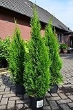 Smaragd Lebensbaum Thuja occidentalis Smaragd 100-125 cm hoch im 5 L