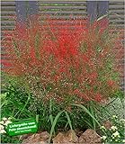 BALDUR Garten Rotes Liebesgras Purpur Liebesgras, 3 Pflanzen Eragrostis spectabilis Garten-Ziergräser w