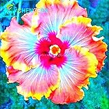 100 Riesen-Hibiskus-Blumensamen Indoor-Mix Farbe Seed DIY Hausgarten Topf oder Hof Blumenpflanze Staude Top