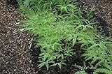 Adiantum pedatum P 0,5 Pfauenradfarn,winterhart, deutsche Baumschulqualität, im Topf für optimales anw
