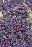 Roter Grünkohl (Brassica oleracea var. sabellica) 100 Samen BIO
