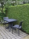 Lebensbaum plicata Martin 100-120 cm. Angebot: 25 Heckenpflanzen. Thuja Heck