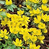 Eranthis hyemalis, 'gelber Winterling'