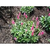 Veronica spicata 'Rosa Zwerg' - Scheinähriger Garten-Ehrenpreis 'Rosea' - 9cm Top