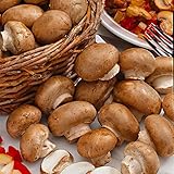 Pilze Züchten Set | Agaricus bisporus var. avellaneus | Champignons braun | Selbst Züchten | Pflanzen Gemüse | Zucht Box 7,5L