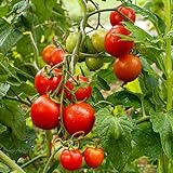 Siberian Bio-Tomatensamen für ca. 10 Pflanzen - kältetolerant, kurze R