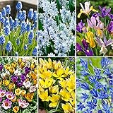 60x Blumenzwiebeln | 6x 10 Frühblüher Mix | Farbenfrohe Blüte | Blumenzwiebeln Frühblüher | Ø 10-11
