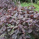 500 Stück Perilla samen Shiso Lila Blätter Kräuter Verschiedene Blumensorten zusammen gepflanzt um eine einzigartige Landschaft zu b