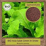 BIO Asia Salat Samen Green in Snow Pflücksalat (Brassica juncea) Asiasalat Gemüsesamen ganzjährig & w