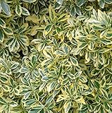 Gelbbunter Japanischer Spindelstrauch 60-80cm - Euonymus japonicus Aureomarg