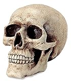 DiiliHiiri Sparbüchse Schädel Spardose Totenkopf Sparschwein, menschlichen Kopf echte Größe, Dekoration für Halloween Skull Deko Figur, G