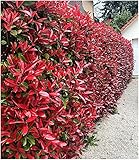 BALDUR Garten Immergrün Photinia-Hecke 'Red Robin', 1 Pflanze Glanzmispel w