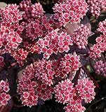Große Fetthenne Karfunkelstein - Sedum max