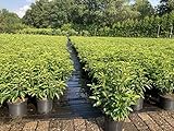 30st. Portugiesischer Kirschlorbeer 40-60cm im Topf Kirschlorbeer Prunus lusitanica 'Angustifolia' Lorbeer Gartenhecke Sichtschutz Heckenp