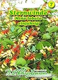 Sternwinde Winde orange bis gelb 'Quamoclit lobata *' lang blühende Schlingpflanze Kletterp