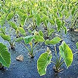 Elefantenohr Im Topf Pflanze Zimmerpflanzen Groß, SchöNe Landschaft, Gartenbepflanzung-6 Pflanzenzwieb