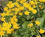 fertig im Pflanzkorb - winterhart! - Caltha palustris - Sumpfdotterblume, gelb - Wasserpflanzen W