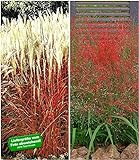 BALDUR Garten Ziergras-Kollektion winterhart, 4 Pflanzen Ziergras Indian Summer Chinaschilf und Rote Liebesgras Eragrostis spectab
