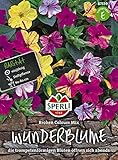 Wunderblume, Broken-Colours Mix