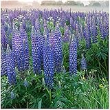 Lupine Russell Strain Magische blaue Pflanze- Lupinus polyphyllus - Blume - 100 S