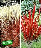 BALDUR Garten Rote Gräser-Kollektion, 4 Pflanzen Ziergras Indian Summer Chinaschilf und Ziergras Red Baron Imperata cy