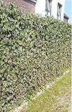 Efeu Pflanzen für 1 Meter Sichtschutz Hecke - blickdichter und pflegeleichter Sichtschutz, immergrün und Winterhart - verschiedene Starthöhen wählbar (6, 40-60 cm)