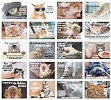 Edition Seidel Set 20 Katzen Postkarten mit lustigen Sprüchen - Karten mit Spruch - verrückte Katzen - Geburtstag - Motivation (20 Karten)