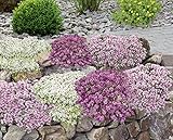 Mein schöner Garten Bodendecker-Set Thymian | 9 Pflanzen – Blumenbeet mit Pflanzp