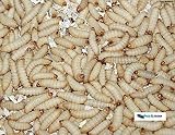 Feeders & more 250 Bienenmaden, Wachsmaden Angelköder Futtertiere **MEGADEAL** lebend &