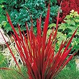 Japanisches Blut Gras * Red Baron * Ziergras * Pflanze * Imperata cy