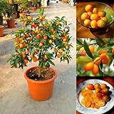Best-Verkauf! 30pcs / bag Balkon Terrasse Topfobstbäume gepflanzt Samen Kumquat Samen orange Samen Tangerine Citrus f47