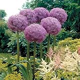 Winterhart mehrjährig,Blumen die Schmetterlinge und Bienen anlocken,Allium zwiebeln-20 Zwieb